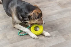 Trixie -koiranlelu, autonrengas narussa, 15 cm Sale