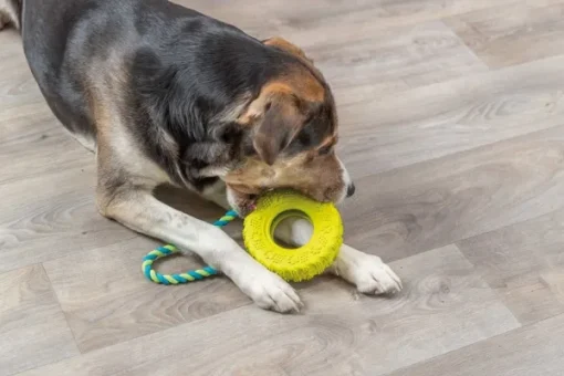 Trixie -koiranlelu, autonrengas narussa, 15 cm Sale