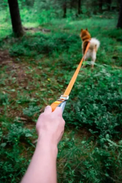 Woolly Wolf Roam Adjustable Leash monitoimihihna, oranssi Discount