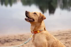 Woolly Wolf Roam Collar koirien kaulapanta, XS, Terracotta Ripple Sale