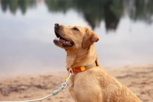 Roam Collar koirien kaulapanta, L, Terracotta Ripple-Woolly Wolf Clearance