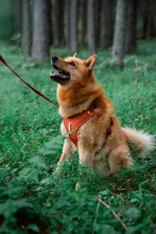 Woolly Wolf Roam Harness koirien valjaat, L, oranssi Clearance