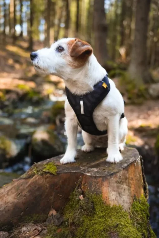 Woolly Wolf Roam Harness koirien valjaat, L, musta Discount
