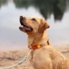 Rope Leash Thin köysihihna, 8 mm, oranssi-Woolly Wolf New